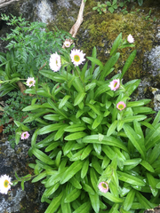 Erigeron peregrinus