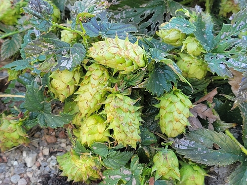 Image of Humulus neomexicanus by no rights reserved