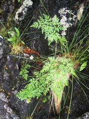 Conioselinum