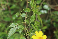 Bidens rubifolia