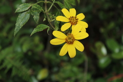 Bidens rubifolia