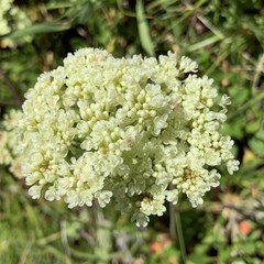 Eriogonum heracleoides