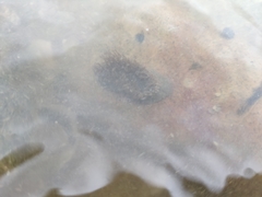 Anthopleura buddemeieri