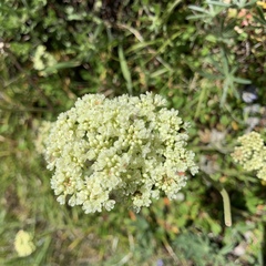 Eriogonum heracleoides