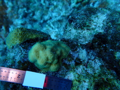 Porites astreoides
