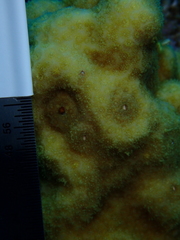 Porites astreoides