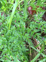 Conioselinum