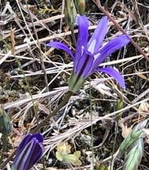 Brodiaea rosea rosea
