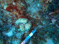 Porites astreoides