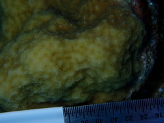 Porites astreoides