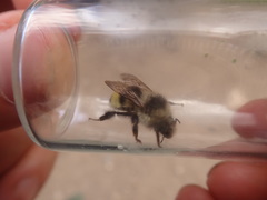 Bombus vandykei