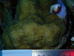 Porites astreoides