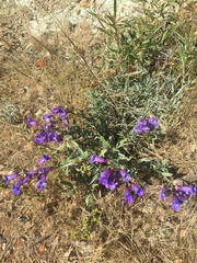 Penstemon heterophyllus