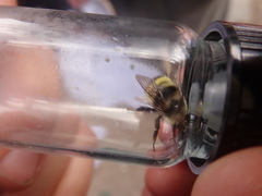Bombus vandykei