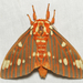 Regal Moth - Photo (c) John Morgan, some rights reserved (CC BY-NC), uploaded by John Morgan