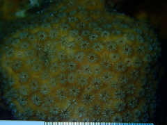 Orbicella faveolata