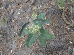 Asclepias hypoleuca