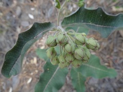 Asclepias hypoleuca