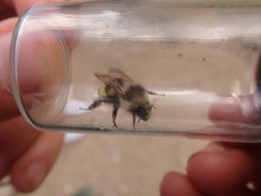 Bombus vandykei