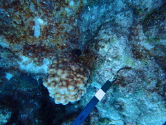 Porites astreoides