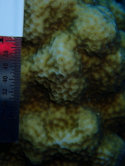 Porites astreoides