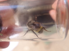 Bombus vandykei