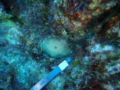 Stephanocoenia intersepta