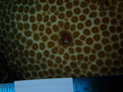 Stephanocoenia intersepta