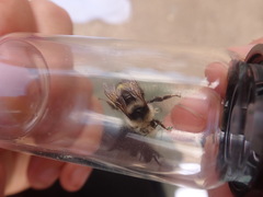 Bombus vandykei