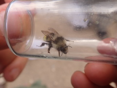 Bombus vandykei