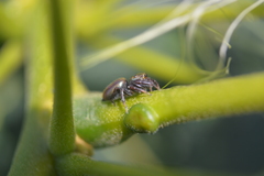Sassacus