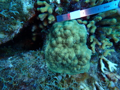 Porites astreoides