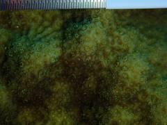 Porites astreoides