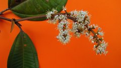 Miconia amoena