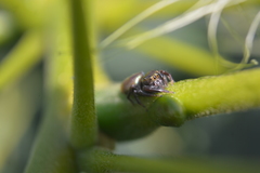 Sassacus