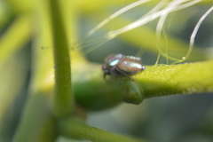 Sassacus