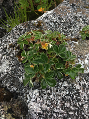 Potentilla villosa