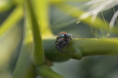 Sassacus