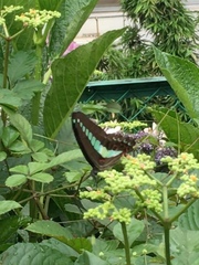 Graphium sarpedon nipponum