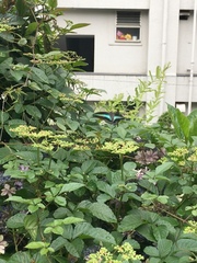 Graphium sarpedon nipponum