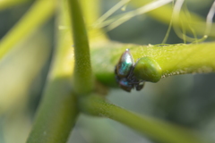 Sassacus