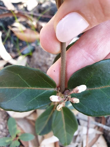 Image of Leichhardtia suaveolens by (c) Shelomi Doyle, some rights reserved (CC BY)