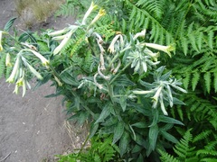 Lithospermum macromeria