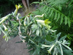 Lithospermum macromeria