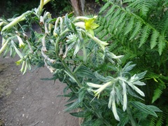 Lithospermum macromeria