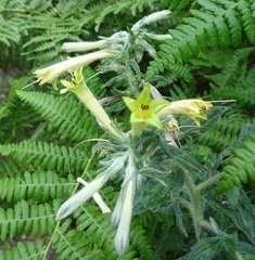 Lithospermum macromeria