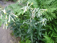 Lithospermum macromeria