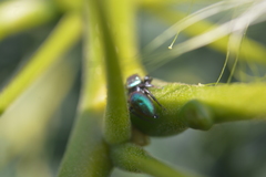 Sassacus