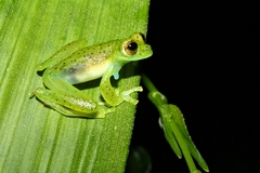 Espadarana prosoblepon