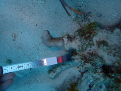 Porites porites